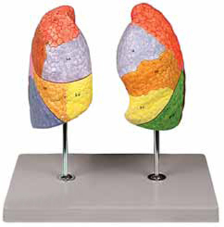 Segmental Lungs